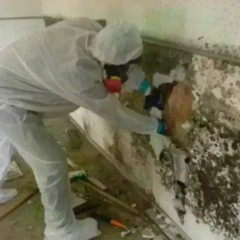 Mold Remediation and Removal in Bernice, LA